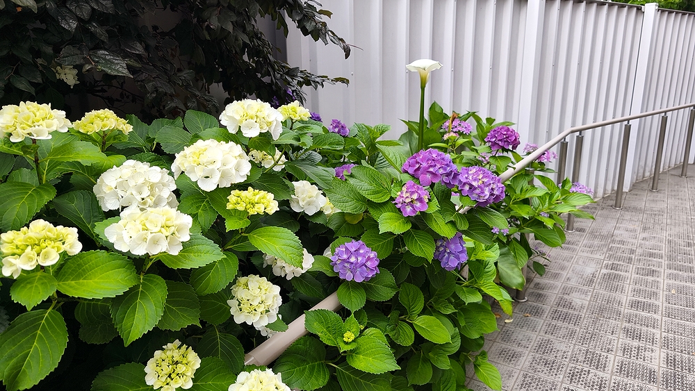 紫陽花画像